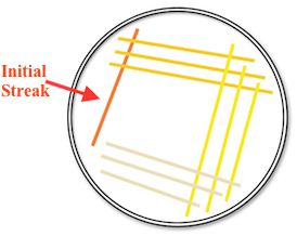 Petri plate ideal streak pattern